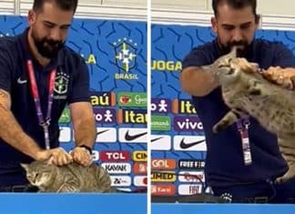 Assessor da CBF é criticado depois de tirar gatinho de bancada da coletiva: “Repulsa ao afeto”