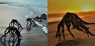 Sul-africanos levam susto em praia com “criaturas” que não são o que parecem