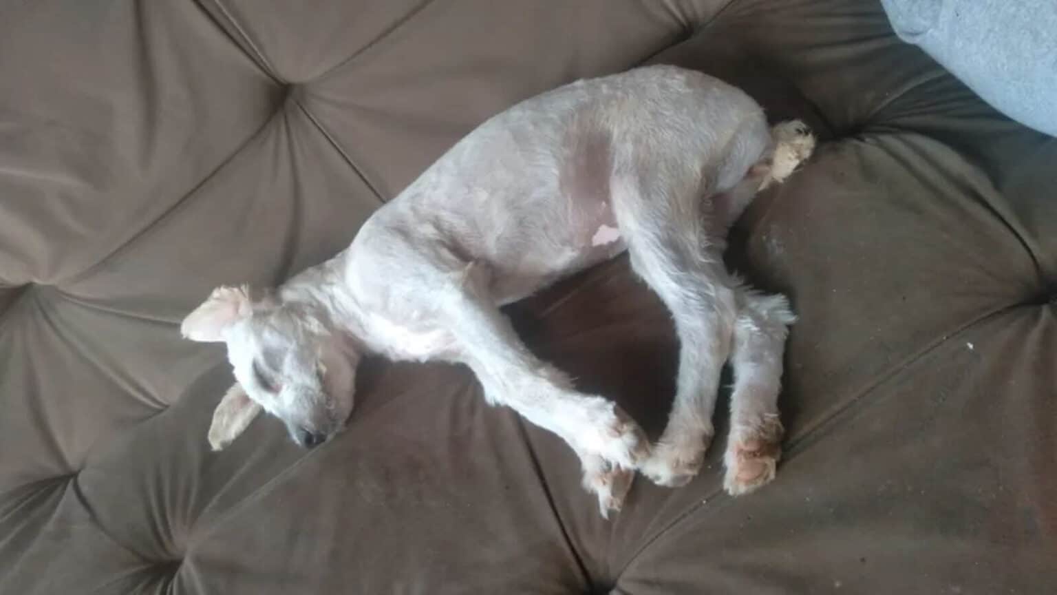 contioutra.com - Mulher compra sofá usado e se surpreende com cãozinho que veio dentro do móvel