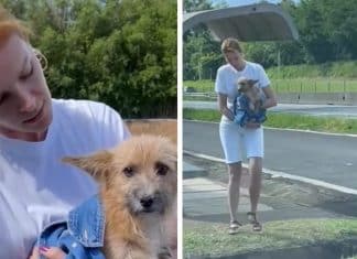 Vídeo emocionante: Ana Hickmann resgata cachorro que foi ‘deixado para morrer’