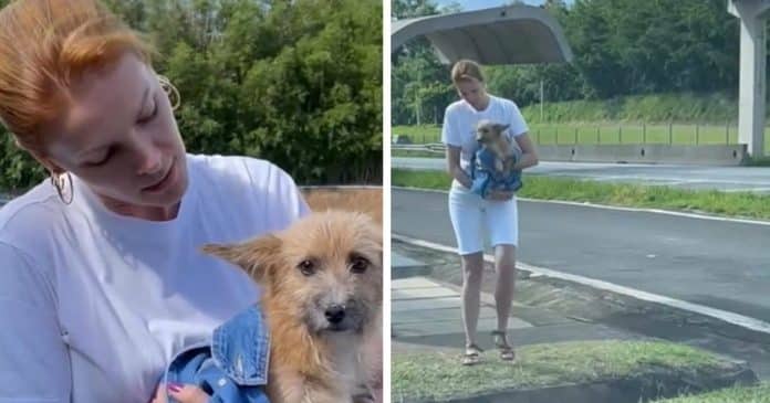 Vídeo emocionante: Ana Hickmann resgata cachorro que foi ‘deixado para morrer’