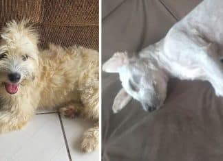 Mulher compra sofá usado e se surpreende com cãozinho que veio dentro do móvel