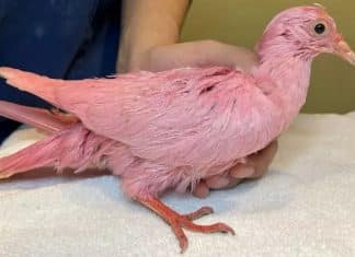 Pombo é resgatado após ser pintado de rosa para chá revelação