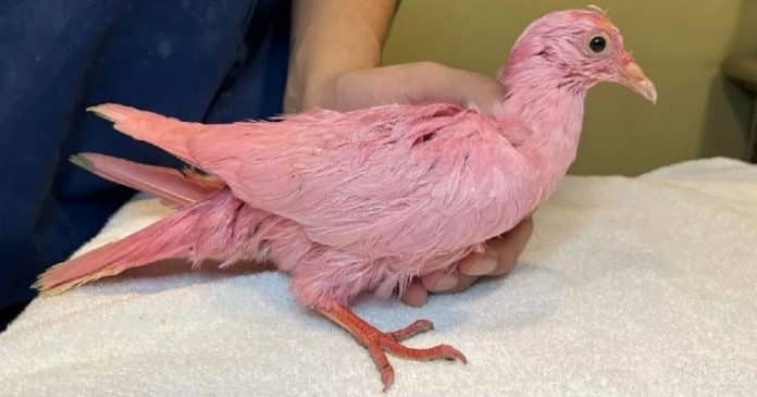 Pombo é resgatado após ser pintado de rosa para chá revelação