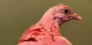 Pombo que foi pintado de rosa para chá revelação morre intoxicado