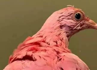 Pombo que foi pintado de rosa para chá revelação morre intoxicado