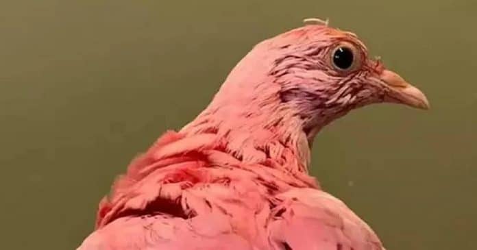 Pombo que foi pintado de rosa para chá revelação morre intoxicado