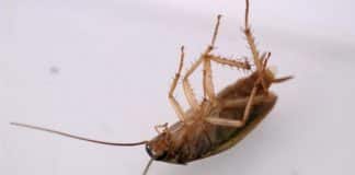 Zoológico permite que você batize baratas com nome de ex e as sirva de jantar a outros animais