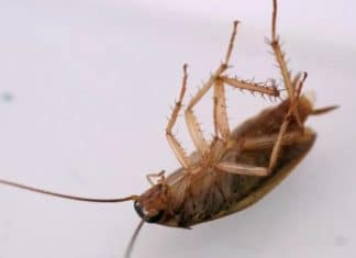 Zoológico permite que você batize baratas com nome de ex e as sirva de jantar a outros animais