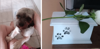 Tutora leva cãozinho em pet shop e o recebe de volta em um caixão: “Não paro de chorar”