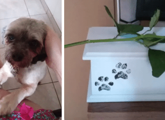 Tutora leva cãozinho em pet shop e o recebe de volta em um caixão: “Não paro de chorar”