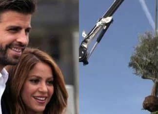 Shakira mandou guinchar árvore do quintal do ex-marido; saiba o motivo