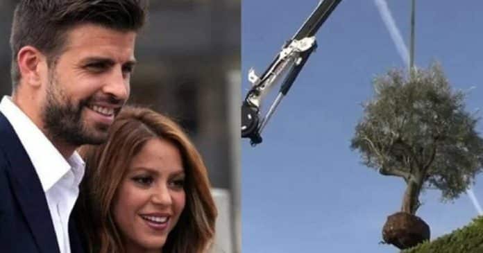 Shakira mandou guinchar árvore do quintal do ex-marido; saiba o motivo