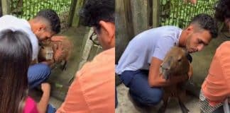 Capivara Filó é devolvida ao tiktoker Agenor Tupinambá após determinação judicial