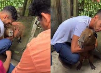 Capivara Filó é devolvida ao tiktoker Agenor Tupinambá após determinação judicial