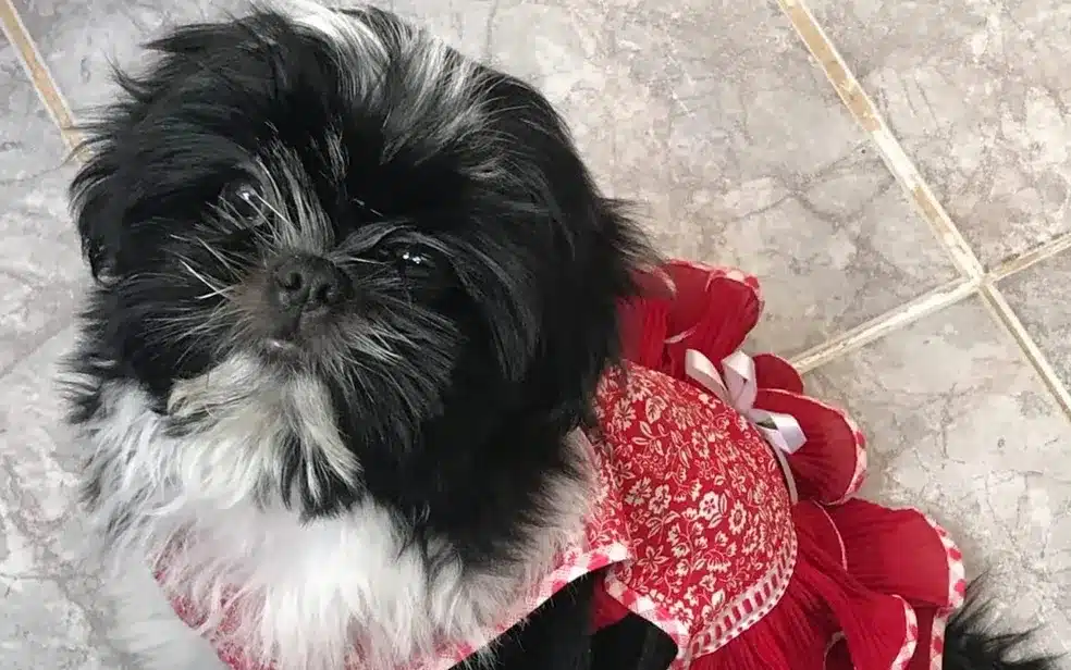 contioutra.com - Cachorrinha perde a vida depois de ser maltratada em pet shop em Goiânia