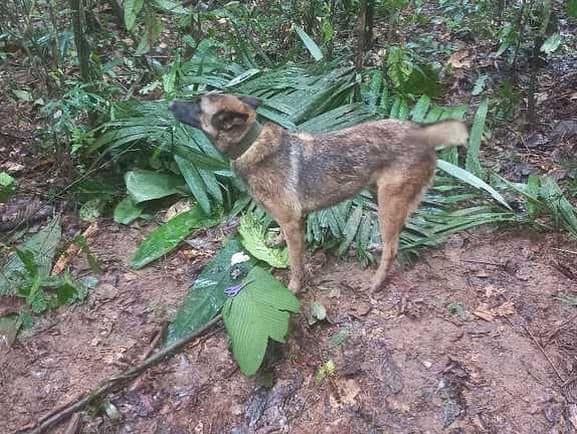 contioutra.com - Exército está à procura do cão Wilson, que foi crucial no resgate de crianças na selva na Colômbia