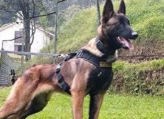 Exército está à procura do cão Wilson, que foi crucial no resgate de crianças na selva na Colômbia