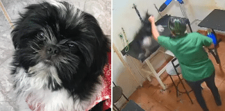 Cachorrinha perde a vida depois de ser maltratada em pet shop em Goiânia