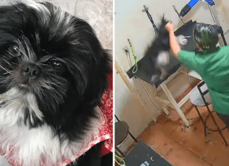 Cachorrinha perde a vida depois de ser maltratada em pet shop em Goiânia