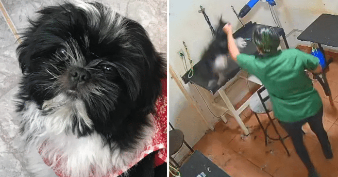 Cachorrinha perde a vida depois de ser maltratada em pet shop em Goiânia