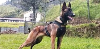 Cão Wilson foi localizado, mas fugiu da equipe de buscas: “Está arisco”