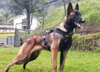 Cão Wilson foi localizado, mas fugiu da equipe de buscas: “Está arisco”