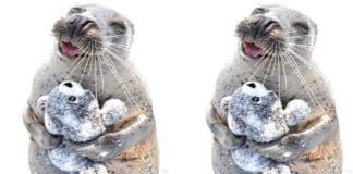 Você vai cair de amores pela foca que é apaixonada por um bichinho de pelúcia