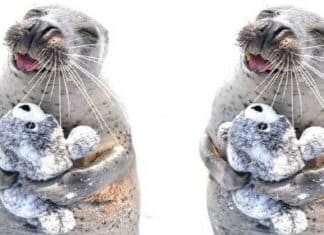 Você vai cair de amores pela foca que é apaixonada por um bichinho de pelúcia