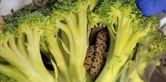 Idoso encontra cobra em saco de brócolis comprado em supermercado