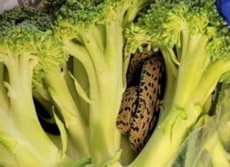 Idoso encontra cobra em saco de brócolis comprado em supermercado