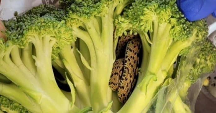 Idoso encontra cobra em saco de brócolis comprado em supermercado