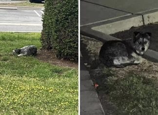 Cachorrinha se recusa a deixar o local onde viu sua família pela última vez: “Porto seguro”