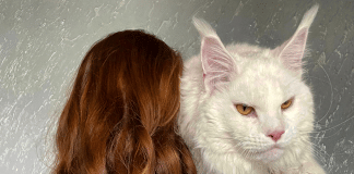 Conheça Kefir, o gato gigante que chocou a web