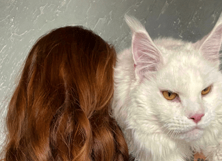 Conheça Kefir, o gato gigante que chocou a web