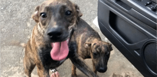 “Gêmeos caninos”: cadelinha perdida retorna para casa com cão igual a ela