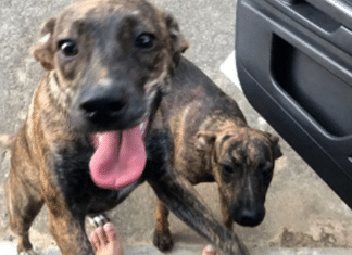 “Gêmeos caninos”: cadelinha perdida retorna para casa com cão igual a ela