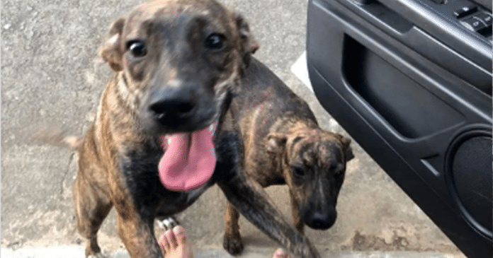 “Gêmeos caninos”: cadelinha perdida retorna para casa com cão igual a ela