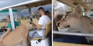 Surpreendente encontro: leoa ‘invade’ carro de turistas e age como gatinho curioso