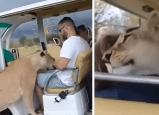 Surpreendente encontro: leoa ‘invade’ carro de turistas e age como gatinho curioso