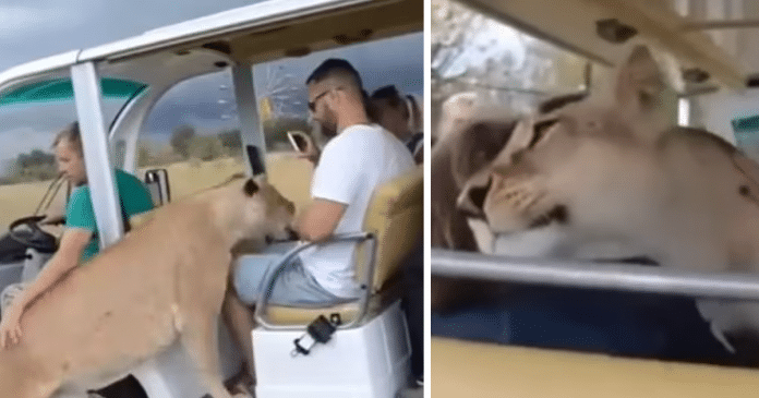 Surpreendente encontro: leoa ‘invade’ carro de turistas e age como gatinho curioso