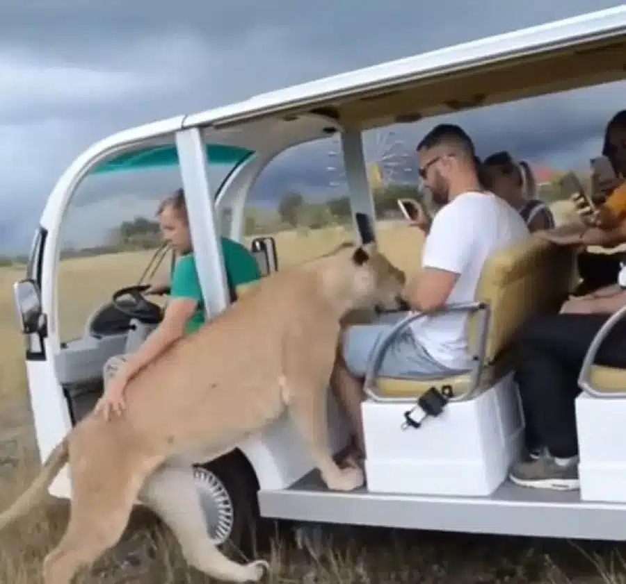 contioutra.com - Surpreendente encontro: leoa 'invade' carro de turistas e age como gatinho curioso
