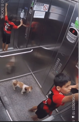 contioutra.com - Menino de 11 anos salva sua cachorrinha com a guia pendurada no elevador e v&iacute;deo viraliza