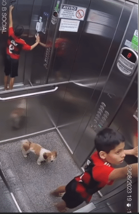 contioutra.com - Menino de 11 anos salva sua cachorrinha com a guia pendurada no elevador e vídeo viraliza