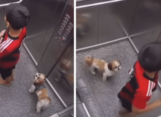 Menino de 11 anos salva sua cachorrinha com a guia pendurada no elevador e vídeo viraliza