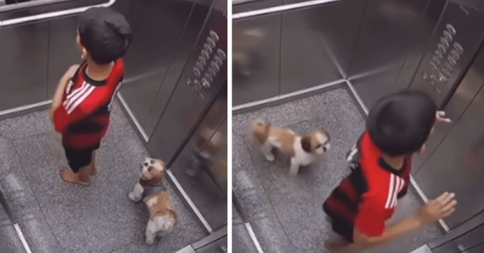 Menino de 11 anos salva sua cachorrinha com a guia pendurada no elevador e vídeo viraliza