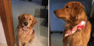 ‘Crianças pediram pelo amor de Deus para não atirar’: PM é acusado de tirar a vida de cão