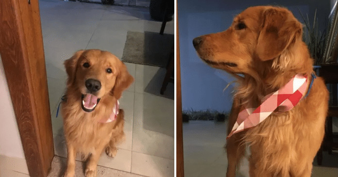 ‘Crianças pediram pelo amor de Deus para não atirar’: PM é acusado de tirar a vida de cão