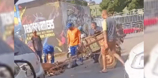 Cavalo cai por puxar carroça no calor intenso de Belo Horizonte e situação desperta debate