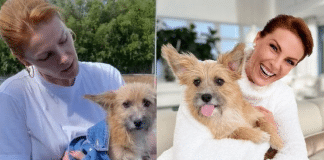 Cãozinho resgatado da rua salvou Ana Hickmann de agressão do marido